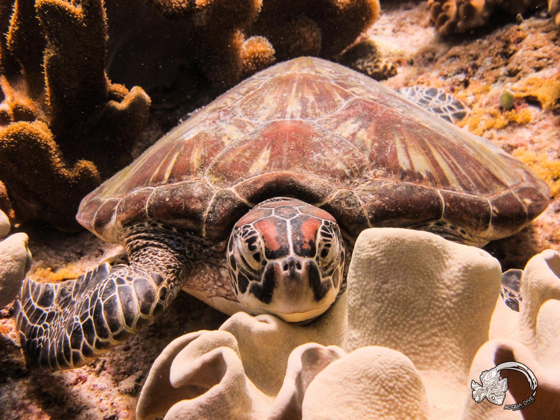 Acqua Dive Bed & Breakfast Zamboanguita  Dış mekan fotoğraf