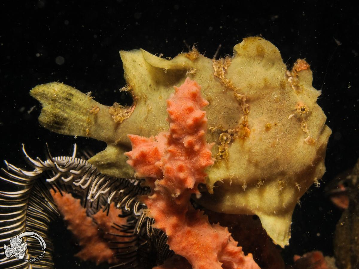 Acqua Dive Bed & Breakfast Zamboanguita  Dış mekan fotoğraf
