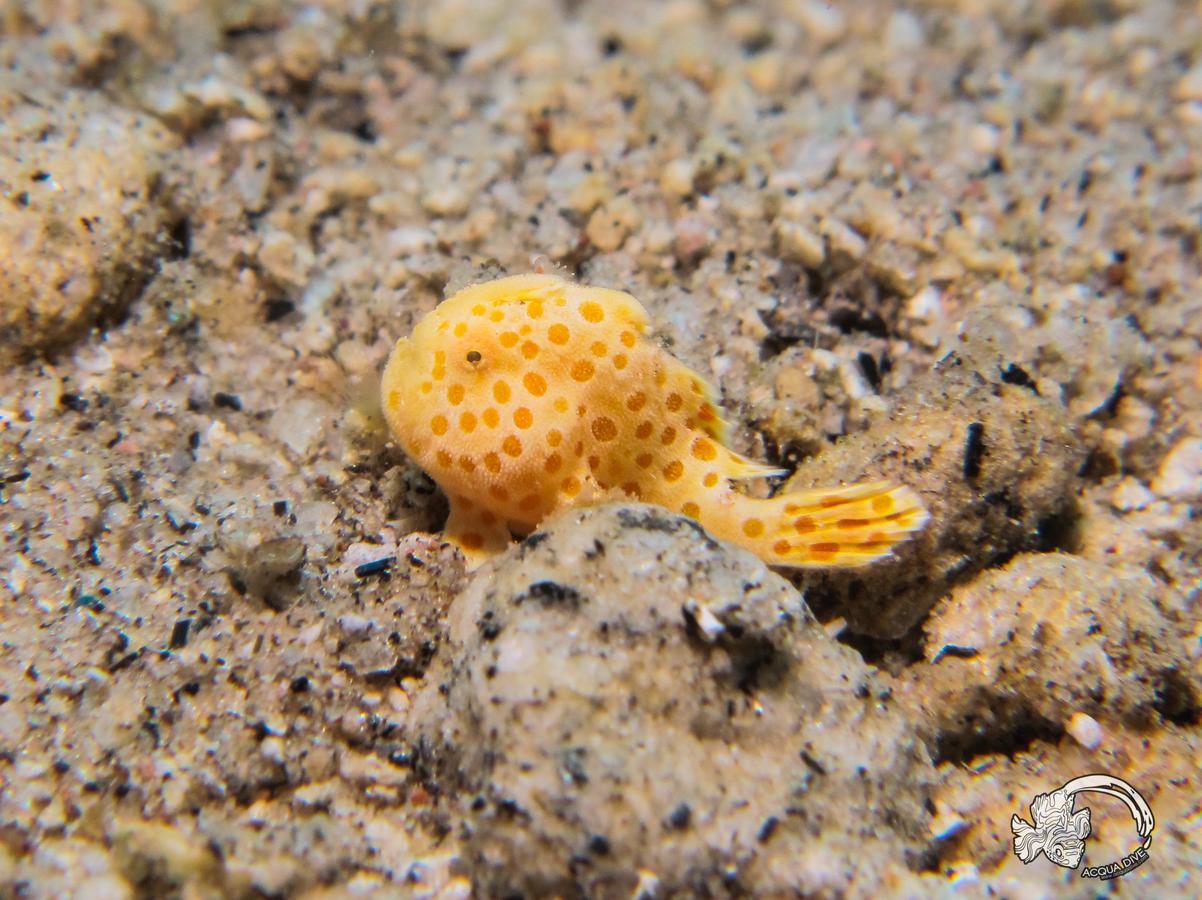 Acqua Dive Bed & Breakfast Zamboanguita  Dış mekan fotoğraf