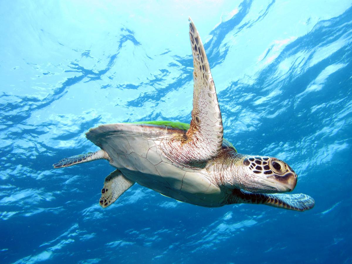 Acqua Dive Bed & Breakfast Zamboanguita  Dış mekan fotoğraf