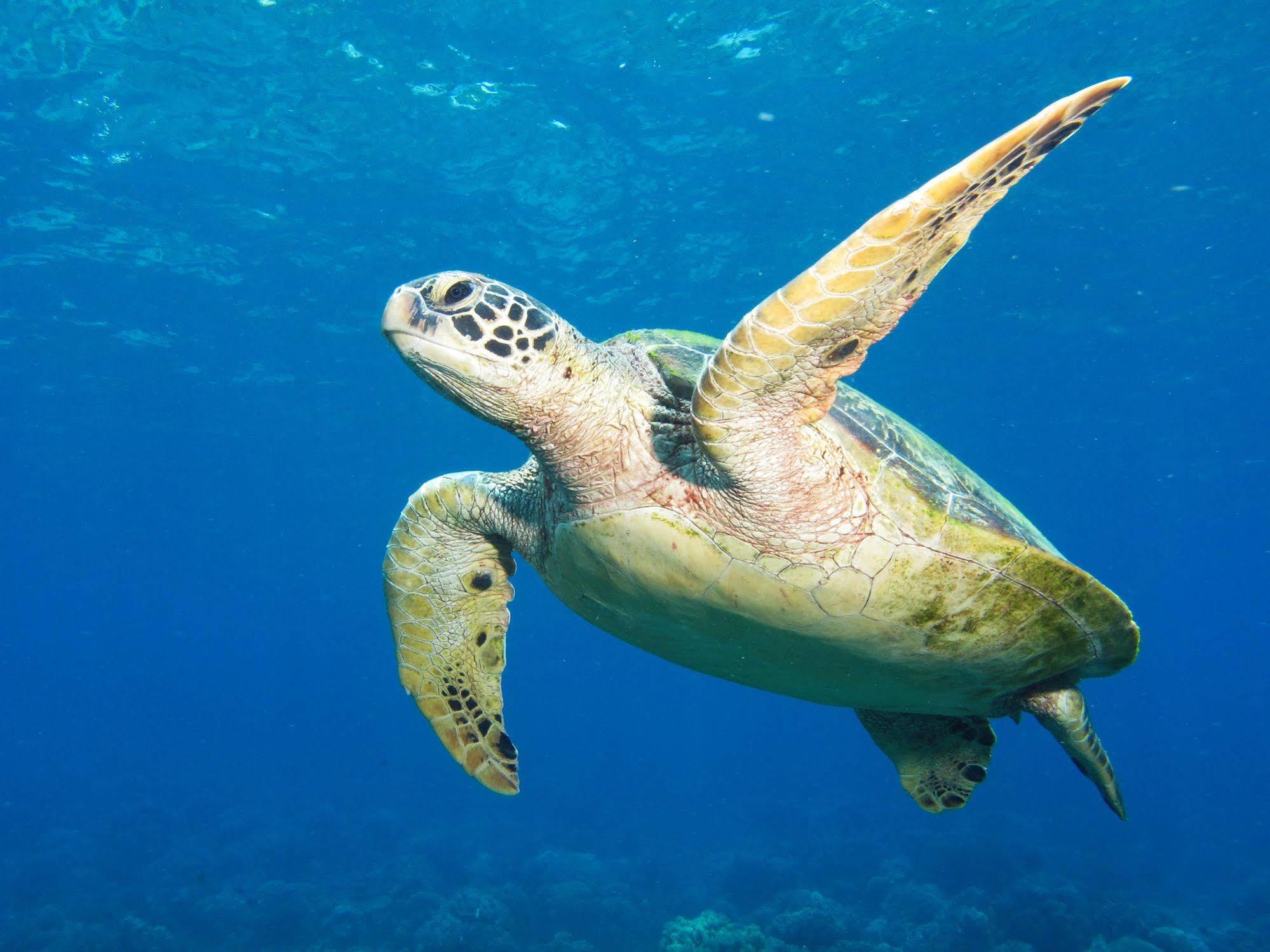Acqua Dive Bed & Breakfast Zamboanguita  Dış mekan fotoğraf